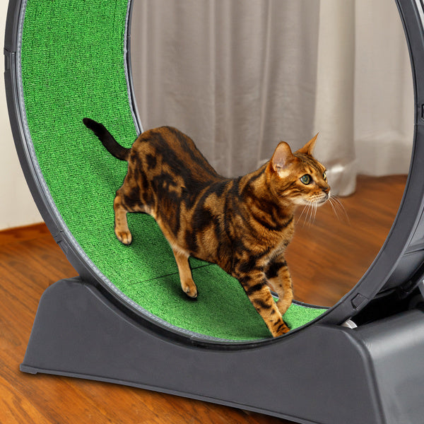 Black PP Cat Treadmill – 10kg Silent Running Exercise Wheel with Green Carpet & Safety Lock for Indoor Cats