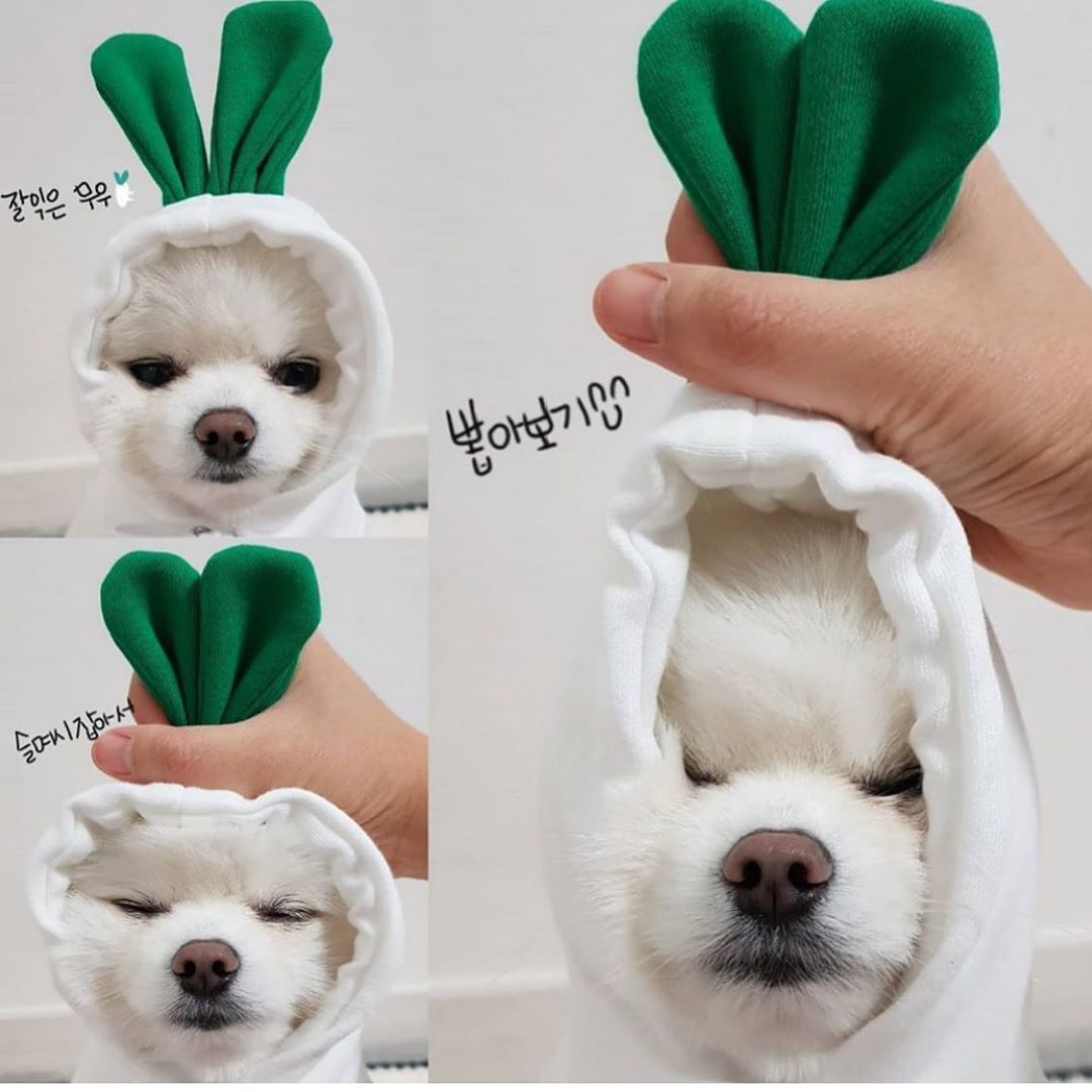 Cute Character Pet Hoodie | Warm Fleece Sweater for Small Dogs & Cats