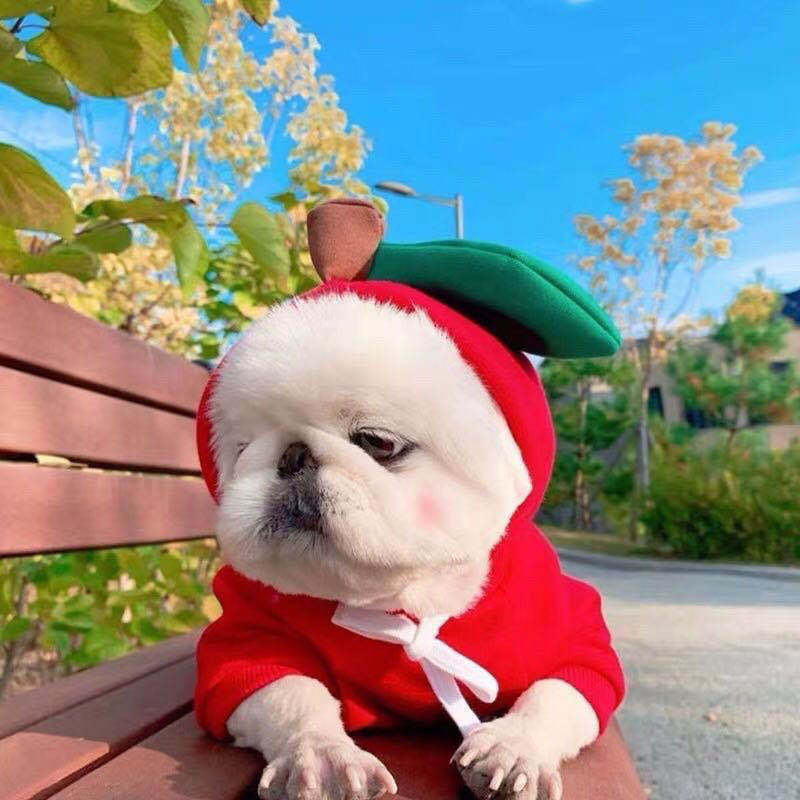 Cute Character Pet Hoodie | Warm Fleece Sweater for Small Dogs & Cats