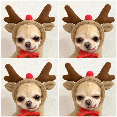 Cute Character Pet Hoodie | Warm Fleece Sweater for Small Dogs & Cats