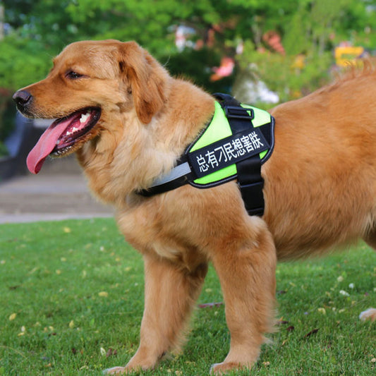 Minimalist Dog Harness & Leash Set | Simple & Stylish Walking Gear